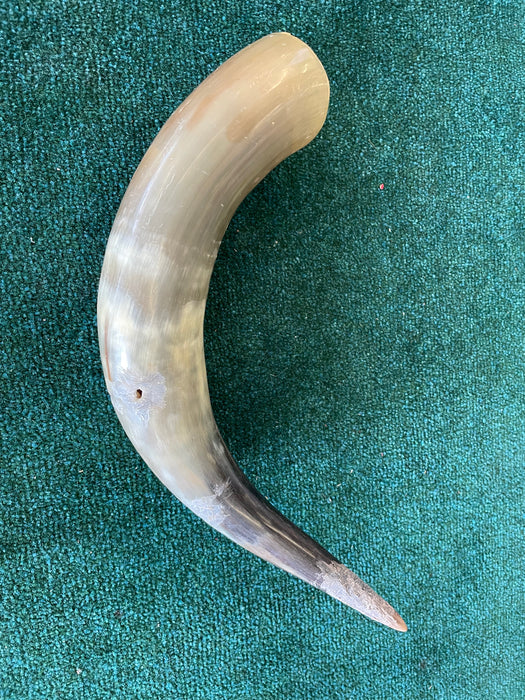 Ram horn shofar 32385