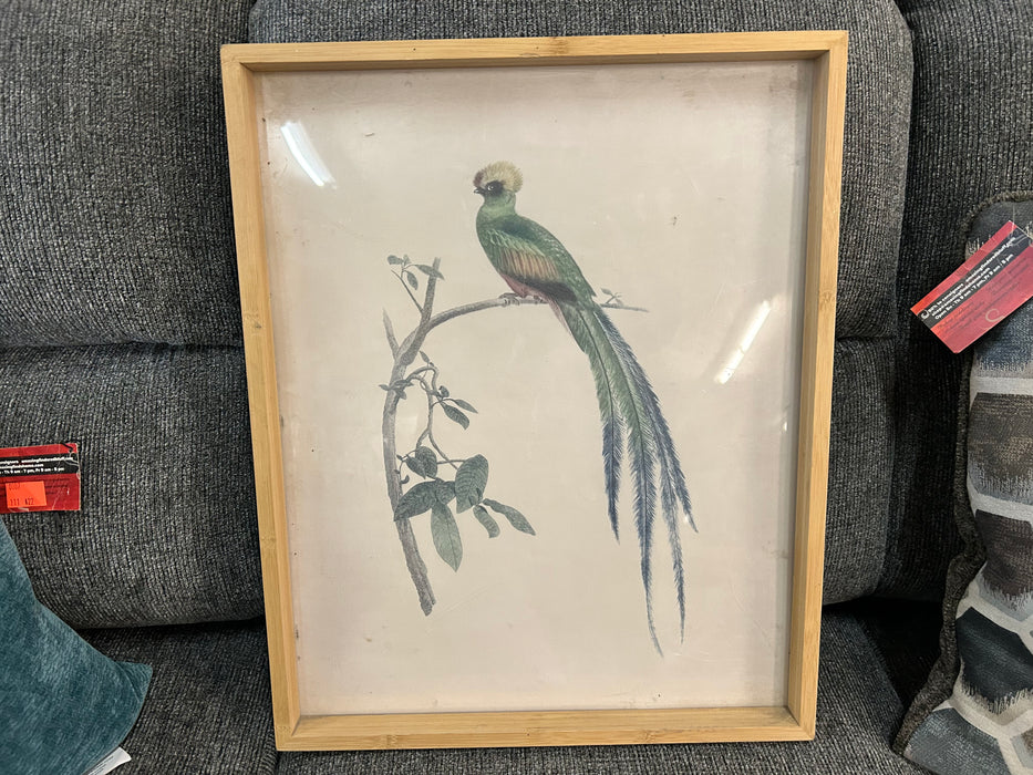 Peacock print picture framed matted 33658