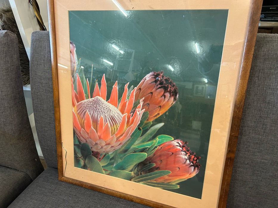 Protea flower picture 34272