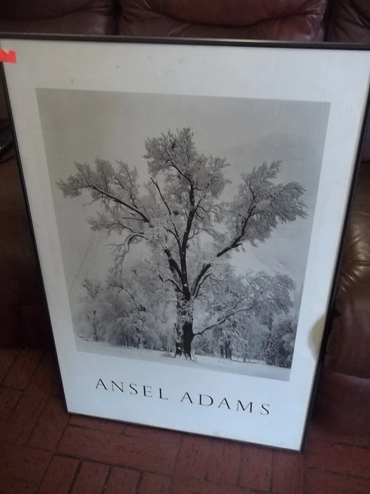 Picture Ansel Adams tree 10326