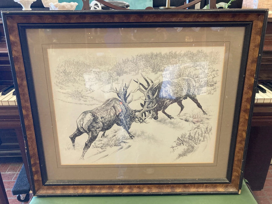 Elks fighting framed print picture 27264