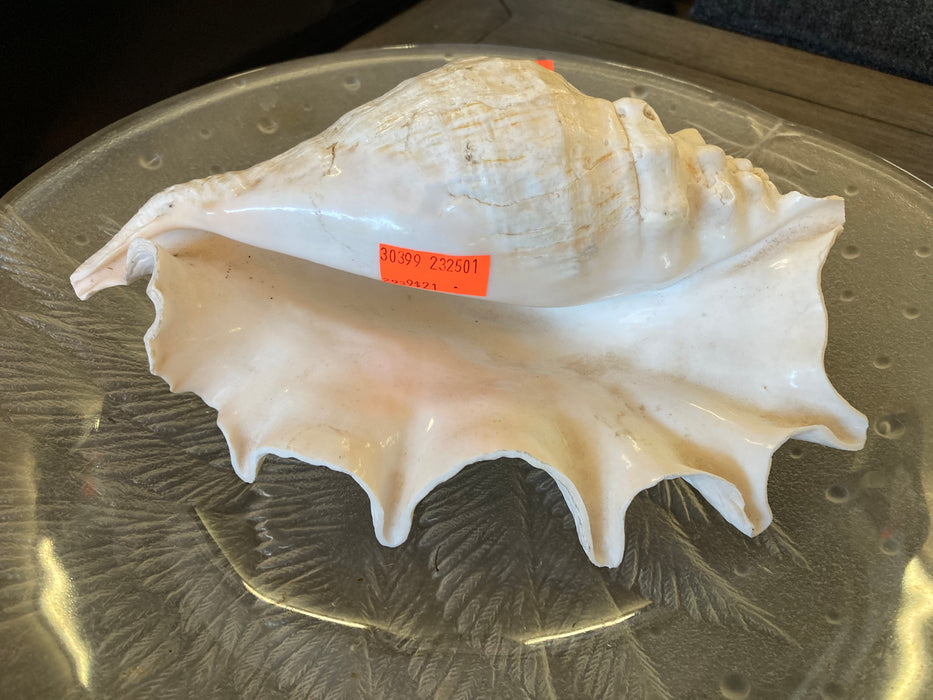 Conch shell 30399